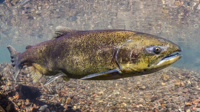 Chinook salmon