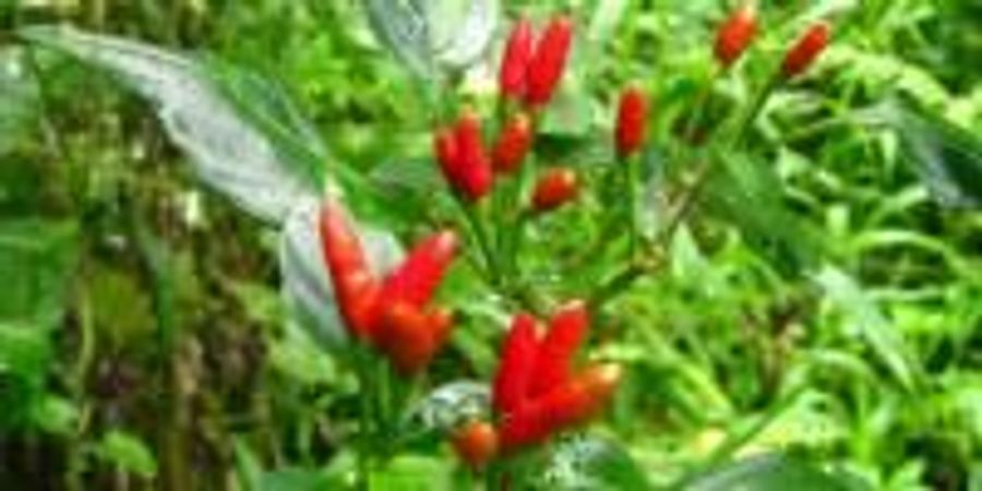 New Research Illustrates How Birds Help to Produce Rare Wild Chili ...