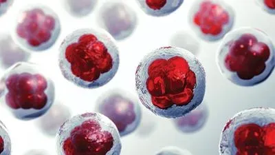 INSIGHTS on 3D Cell Culture and Organs-on-Chips
