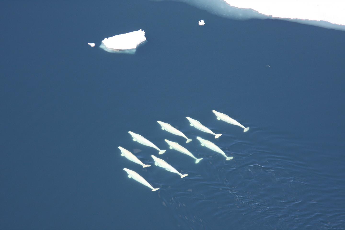 Beluga Pod from Above