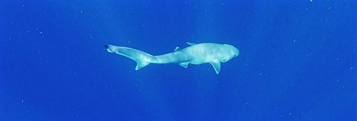 Adult Atlantic Sixgill Shark