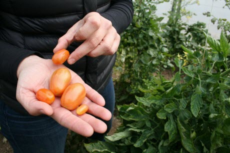 cherry tomatoes