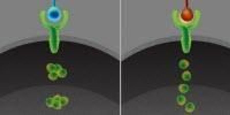 Your Cells May Speak This Hidden Code in Every Move