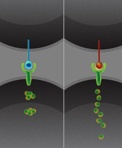 Artist's Concept of Dynamic Notch Signaling