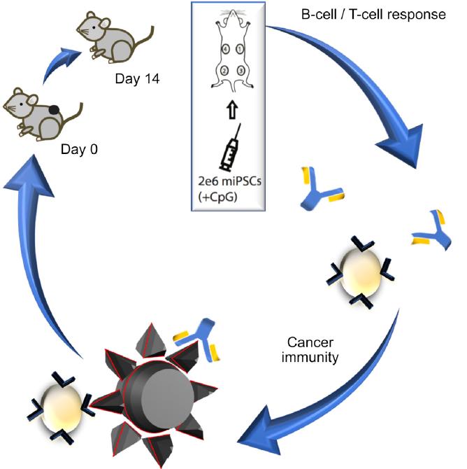 Diagram of the immunity cycle