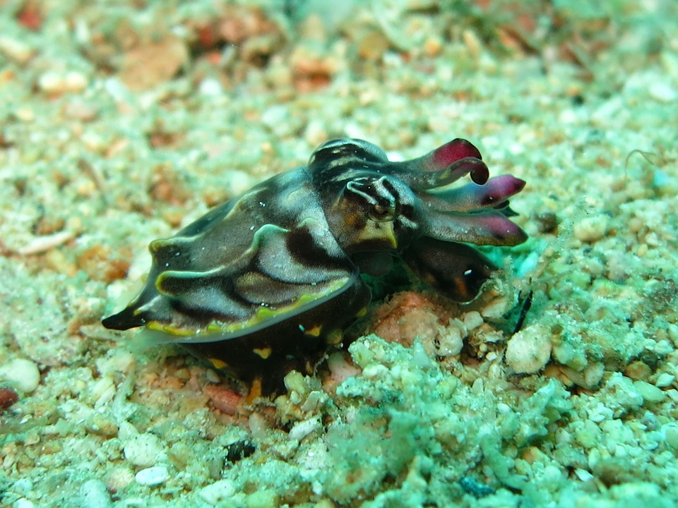 Picture of a cuttlefish