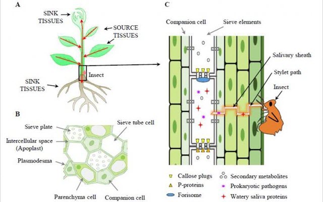 Progress and Challenges of Phloem Research