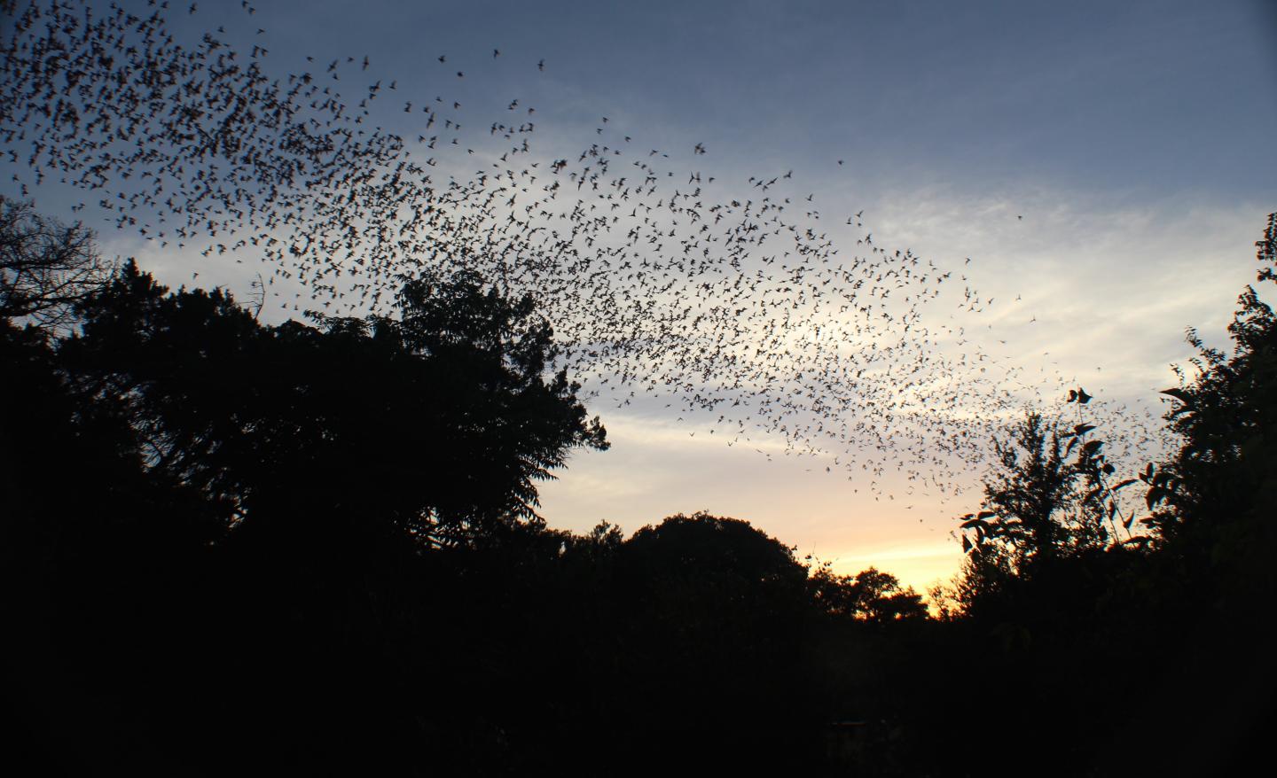 Dusk at Bracken Cave