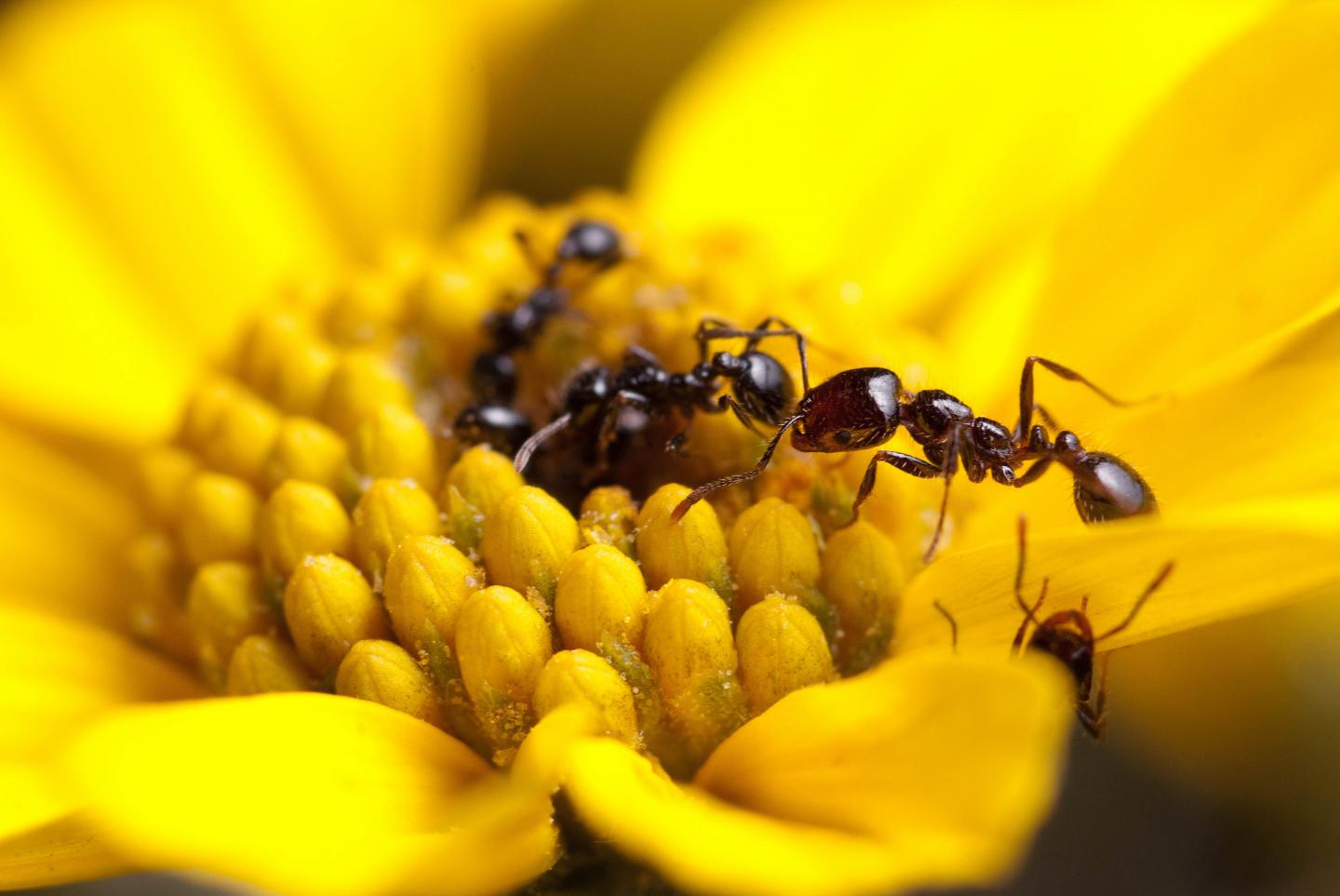 Ants collecting nectar