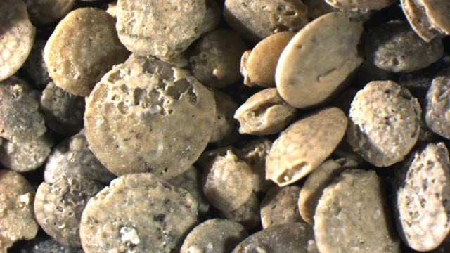 large bottom-dwelling forams