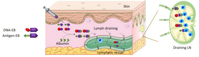 Schematic of self-assembly of the AlbiVax nanovaccine