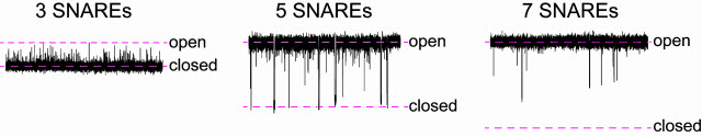 a fusion pore with three proteins called SNARE 