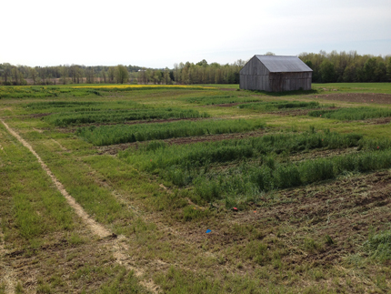 Tillage and manure incorporation treatment plots