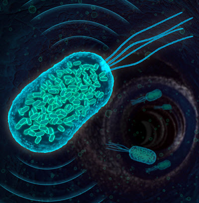 Bacteria containing gas-filled protein nanostructures 