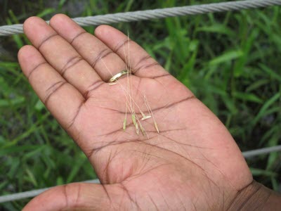 Wild Australian Rice