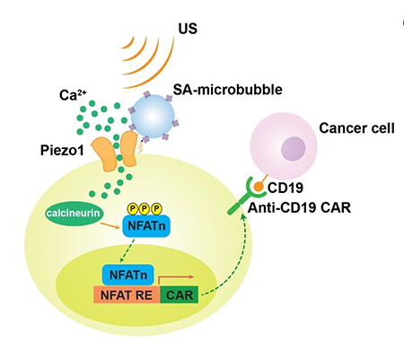 A schematic drawing of ultrasound-induced cell activation and gene expression