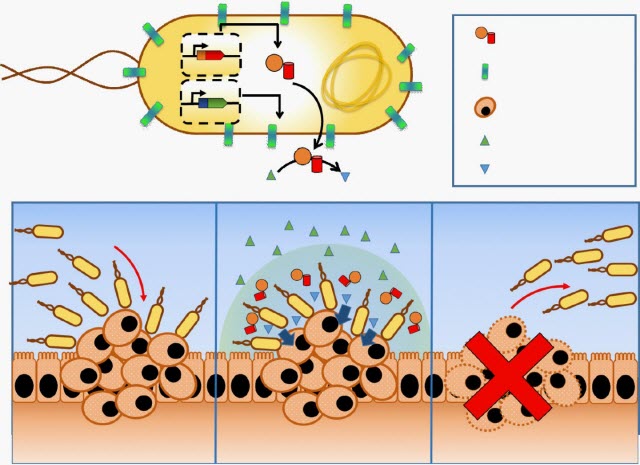 engineered microbes vs. cancer cells