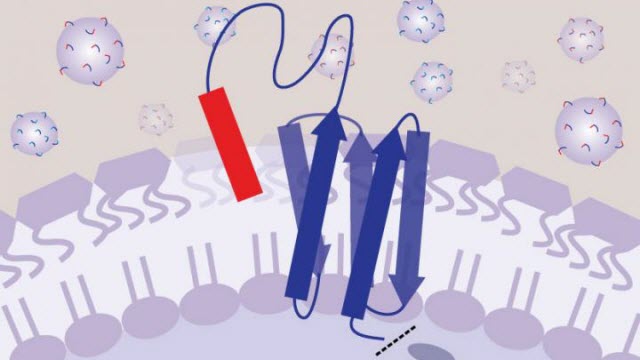 Peptide Tethered to a Bacteria