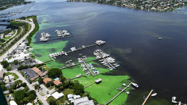 algal blooms