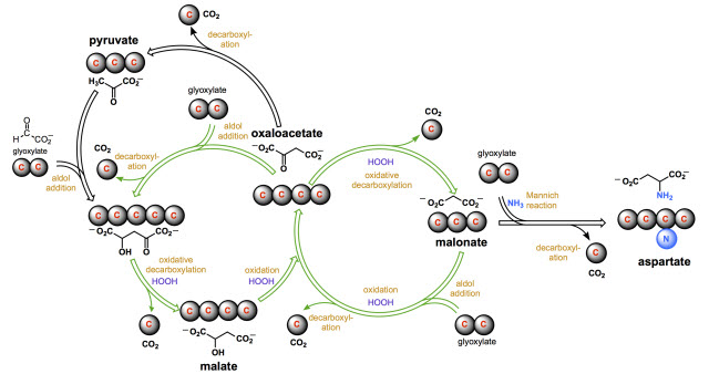 Chemists discover plausible recipe for early life on Earth