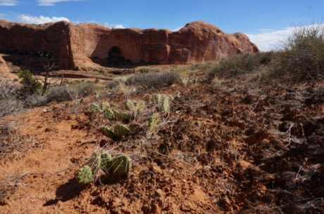 Biocrust in an arid environment