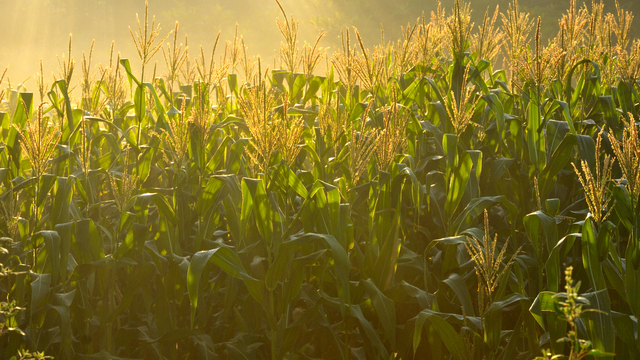 cornfield