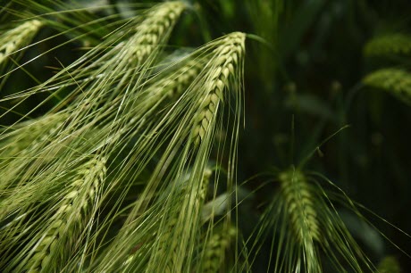 Malting barley