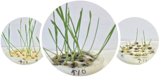 Purified Single-walled Carbon Nanotubes 