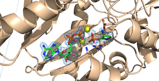 The antibiotic D-cylcoserine reacting with bacteria enzymes 