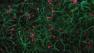 INSIGHTS on Cell Culture