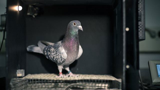 pigeon