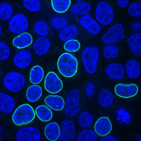 Human embryonic kidney cells