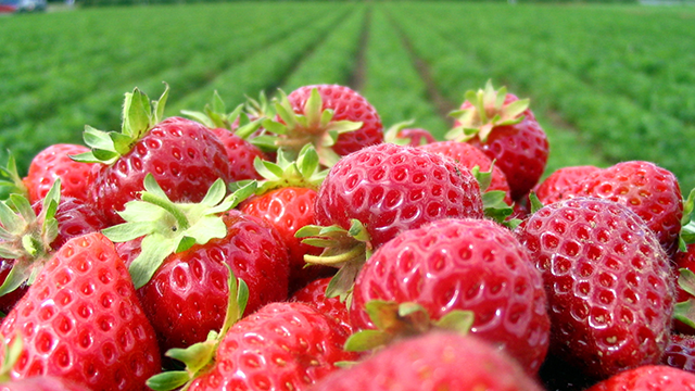 strawberry farm