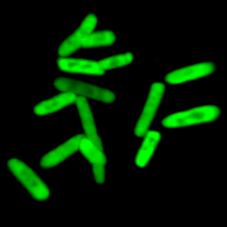 Fluorescent cells