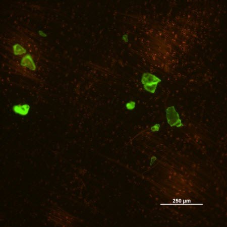 Smaller ocean microplastics