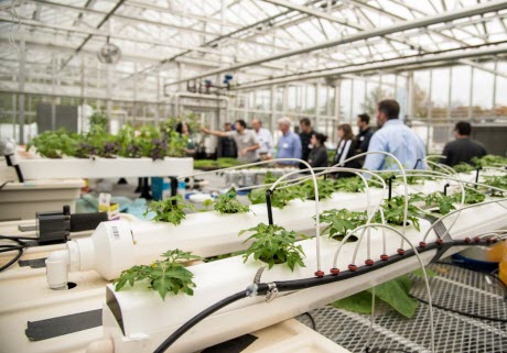 Hydroponic tomatoes growing in a Cornell greenhouse