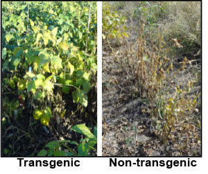 transgenic soybeans vs. non-transgenic