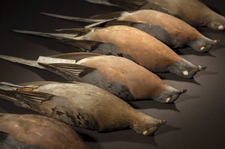 Passenger Pigeon Specimens