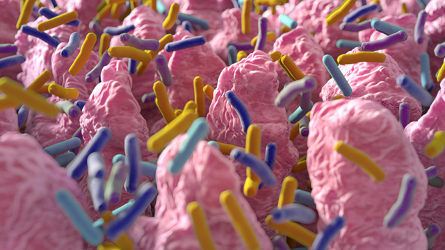 gut microbiome