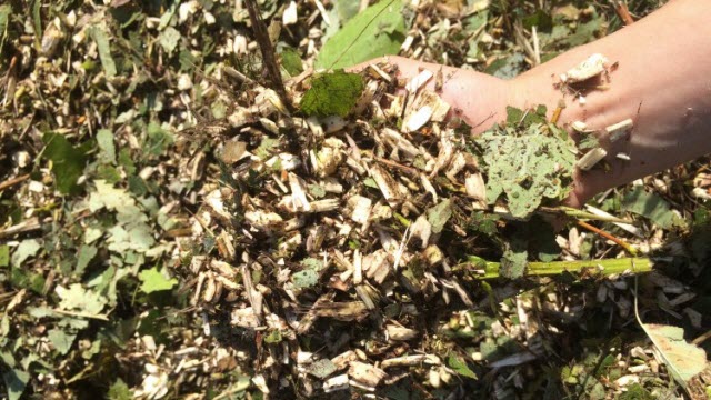 Woodchips and leaves from young poplar trees