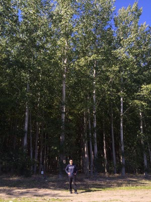 Trees from standard poplar farms 