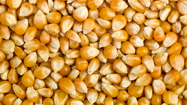 corn grain