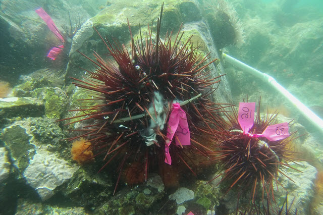 Male sea urchins spawning off the Pacific coast of Canada