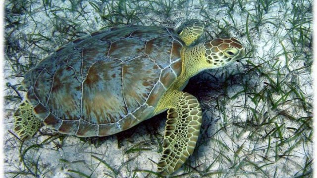 Green Turtle