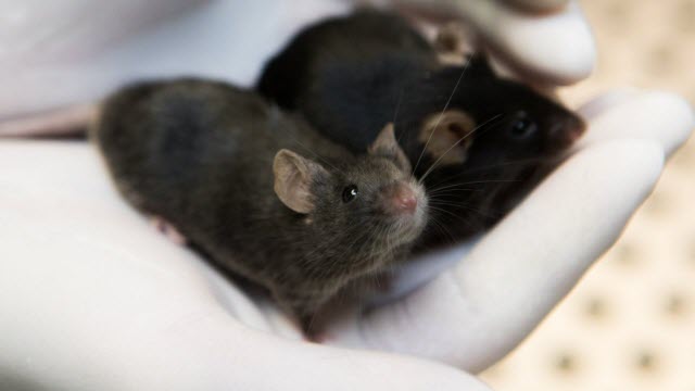 Mice in the Lab
