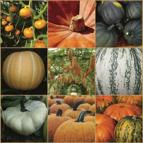 Pumpkin species from around the world