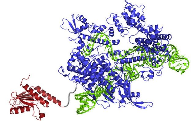 DNA base editor 