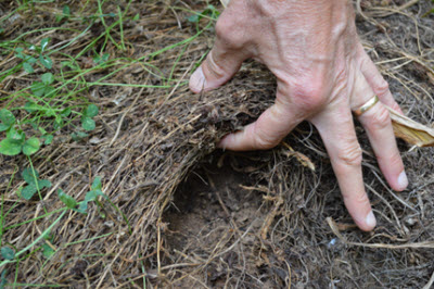 thatch layer 