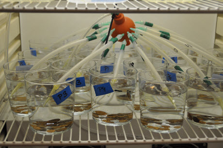 A laboratory experiment with the shredder Gammarus pulex to detect effects of pollutants