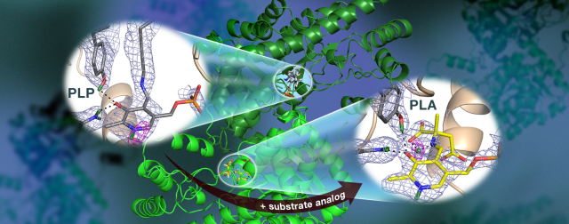 observing the AAT enzyme